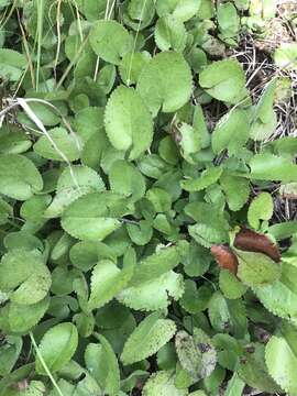 Image of serpentine ragwort