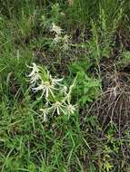 Habenaria macroceratitis Willd.的圖片