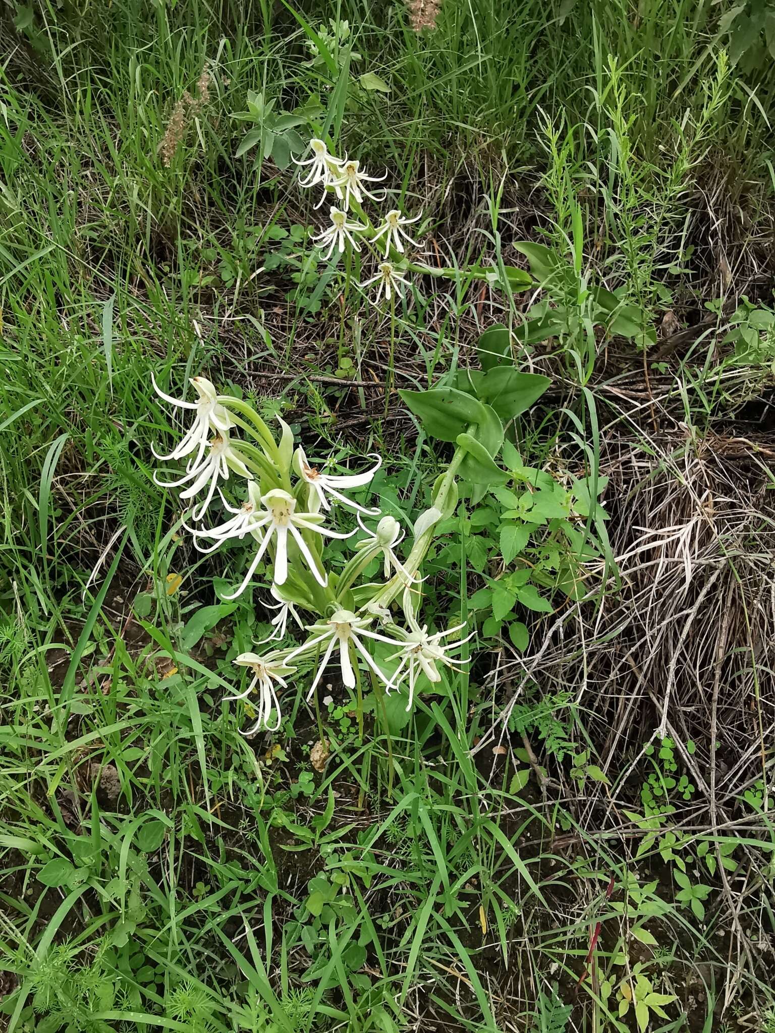 Habenaria macroceratitis Willd.的圖片