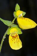 Image of Calceolaria crenatiflora Cav.