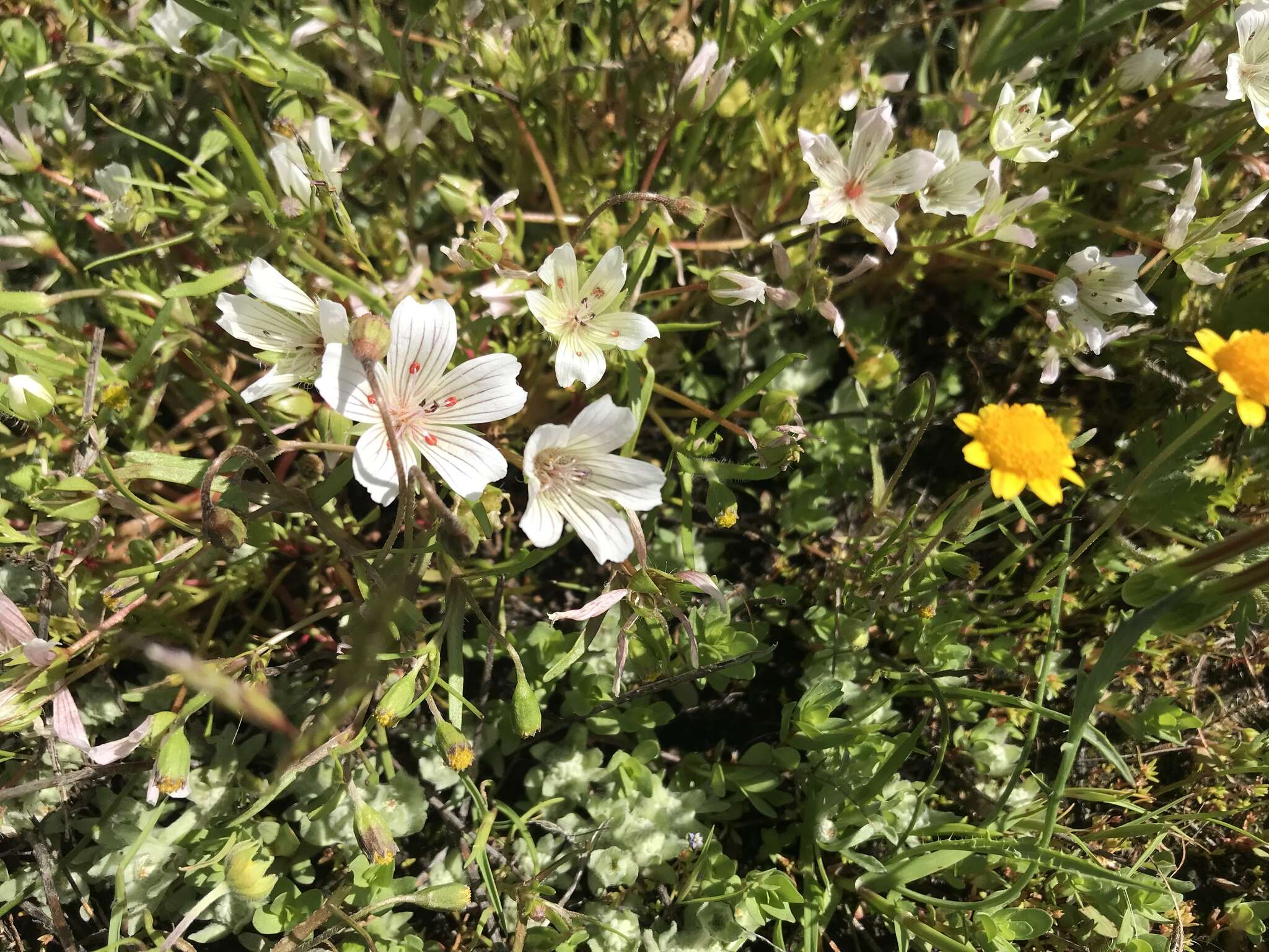 Image of Douglas' Meadowfoam