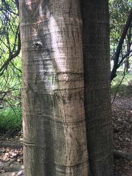 Image of Ficus americana subsp. andicola (Standl.) C. C. Berg