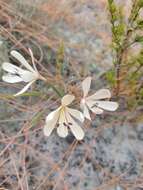 Image of Geissorhiza exscapa (Thunb.) Goldblatt