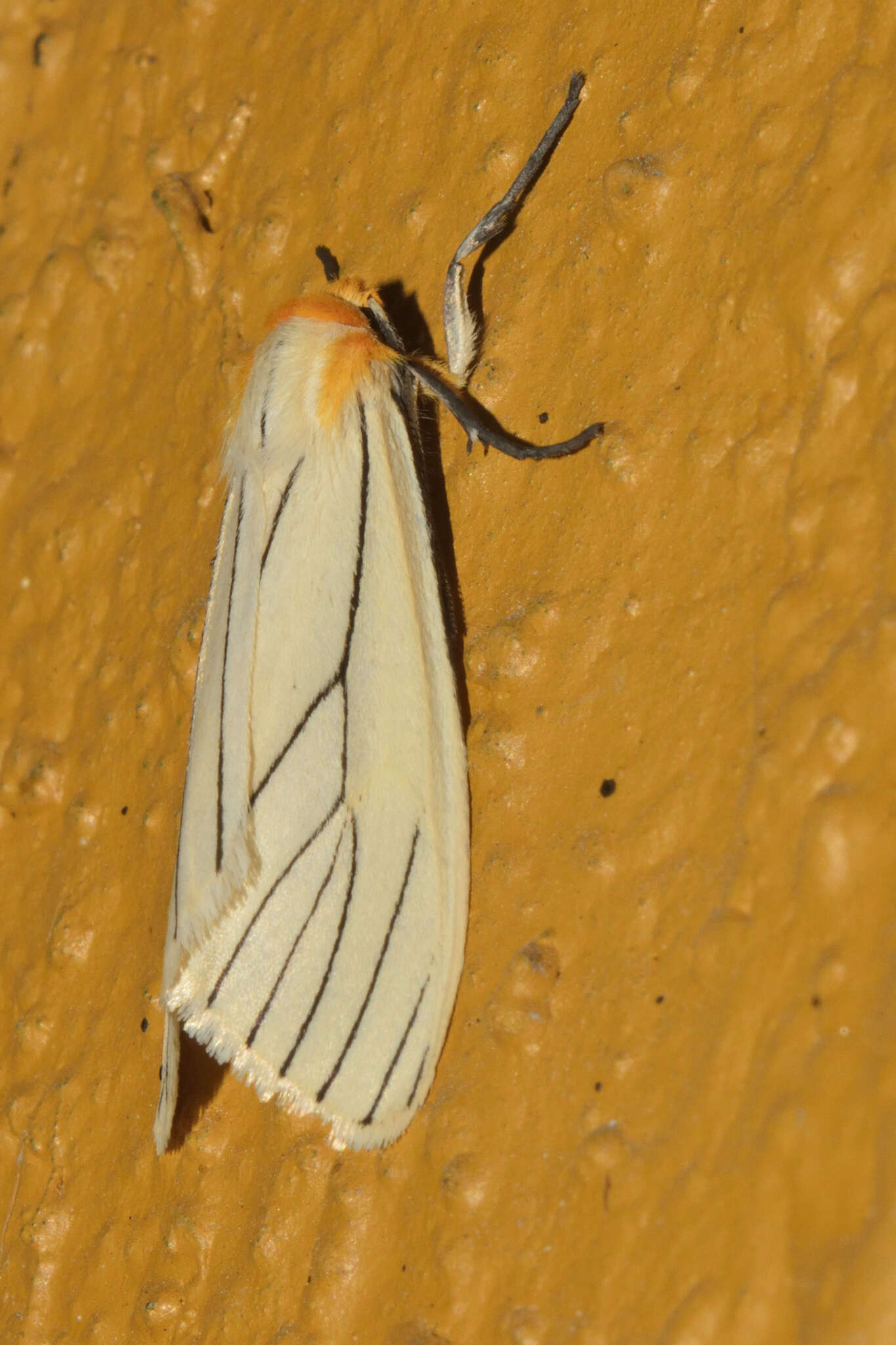 Image of Spilosoma pelopea Druce 1897