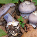 Image of Cortinarius moenne-loccozii Bidaud 1993