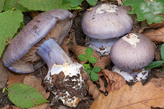 Imagem de Cortinarius moenne-loccozii Bidaud 1993