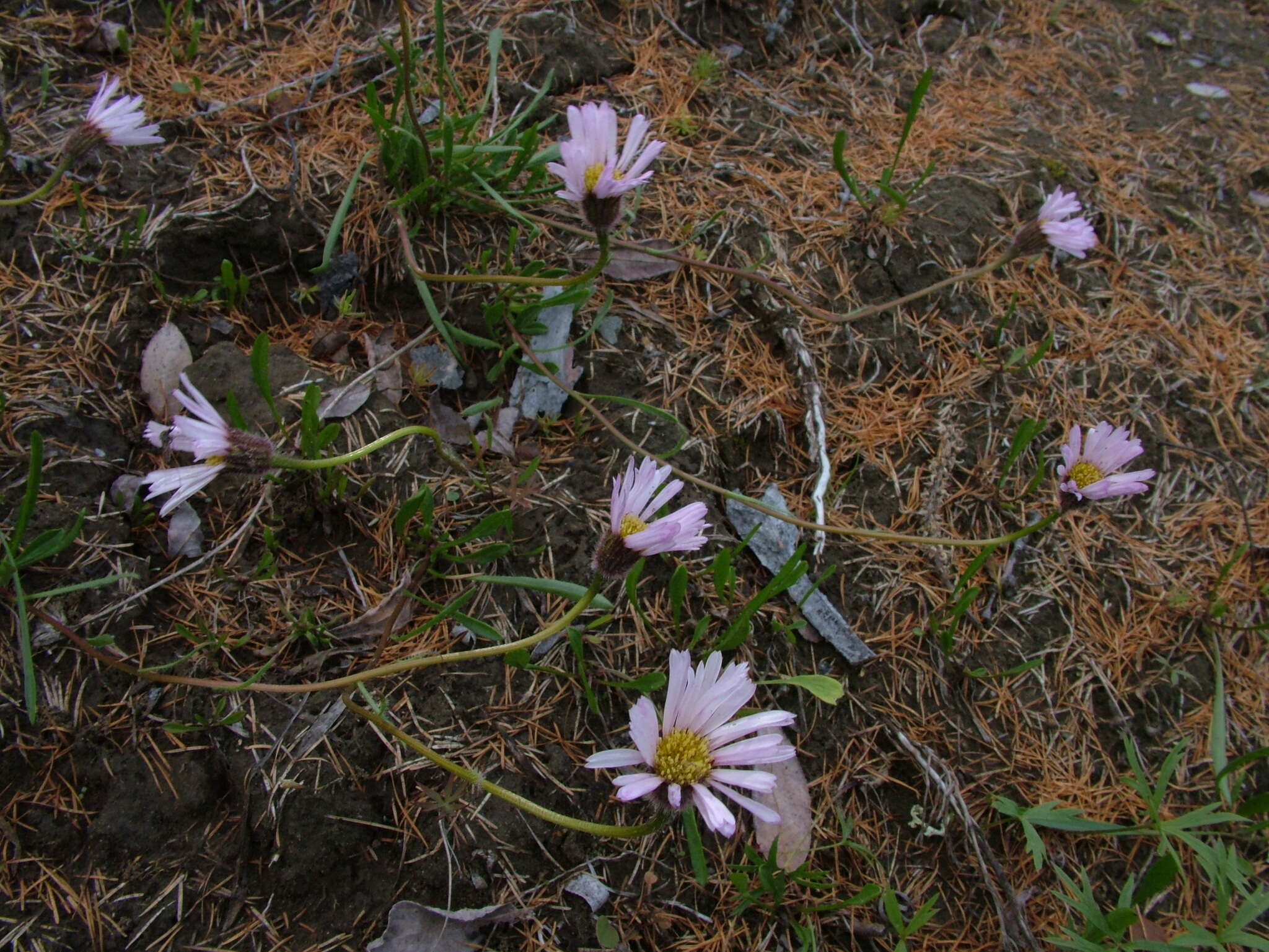 Image of Erigeron silenifolius (Turcz. ex DC.) Botsch.