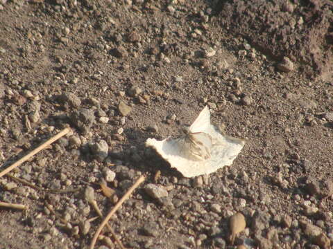 Image of Turk's-Cap White-Skipper