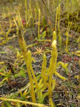 Image of Northern Appressed Club-Moss