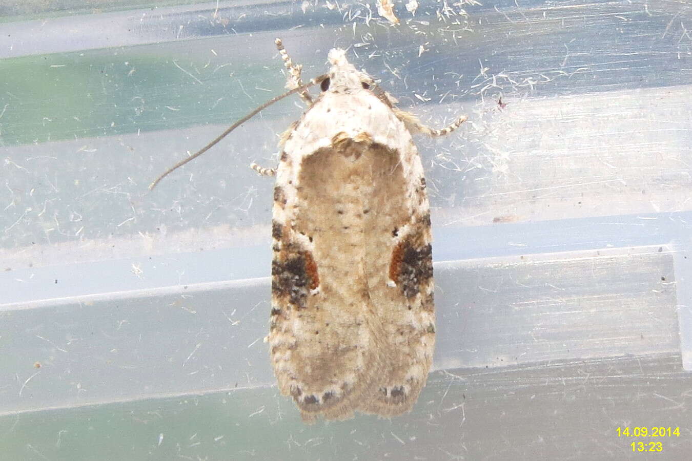 Image of Poison Hemlock Moth