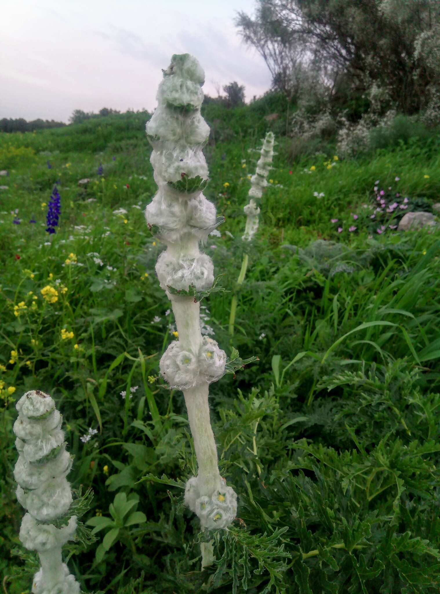 Image of Phlomoides laciniata (L.) Kamelin & Makhm.