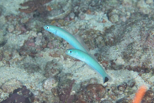 Image of Blacktail goby