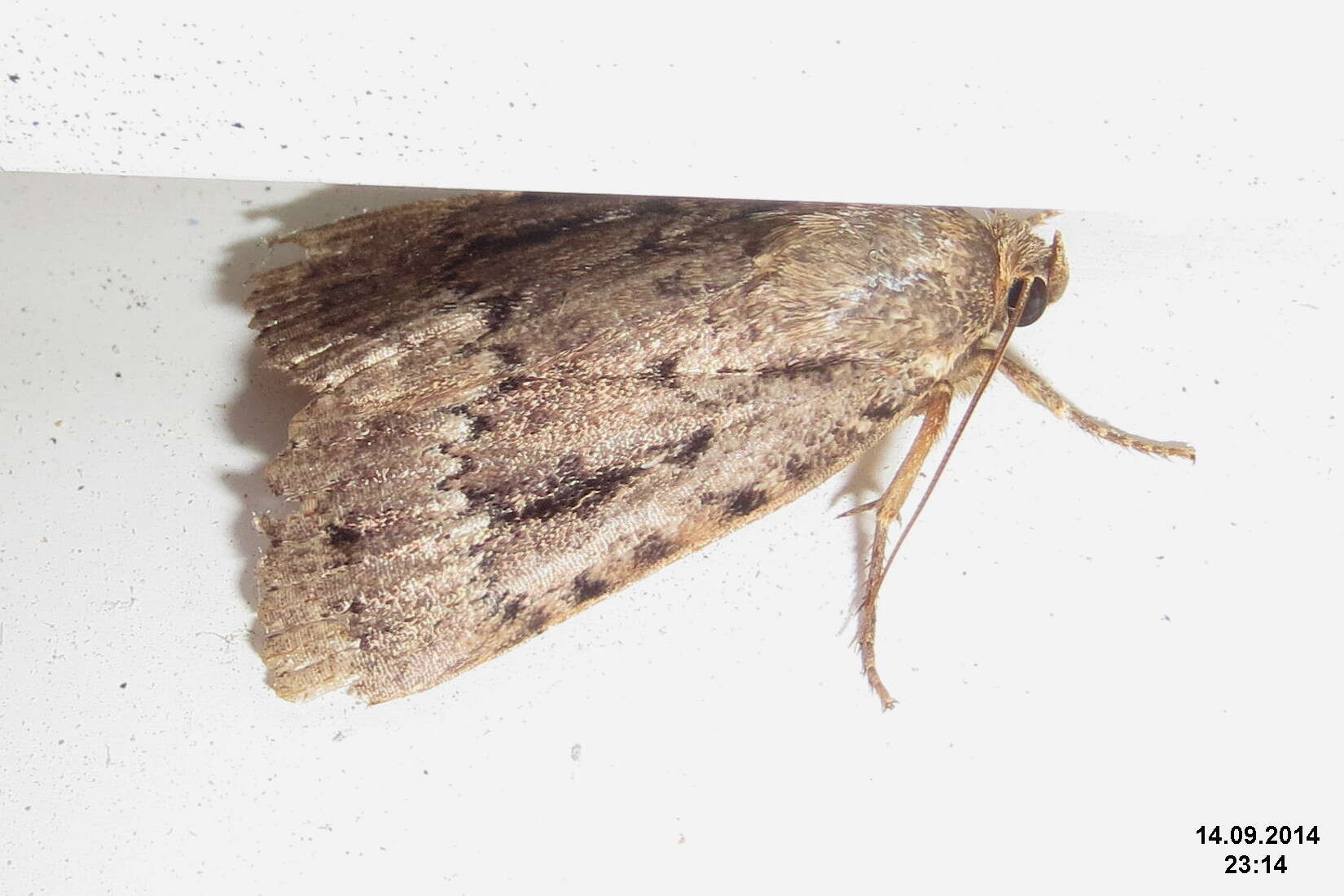 Image of copper underwing