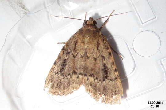 Image of copper underwing