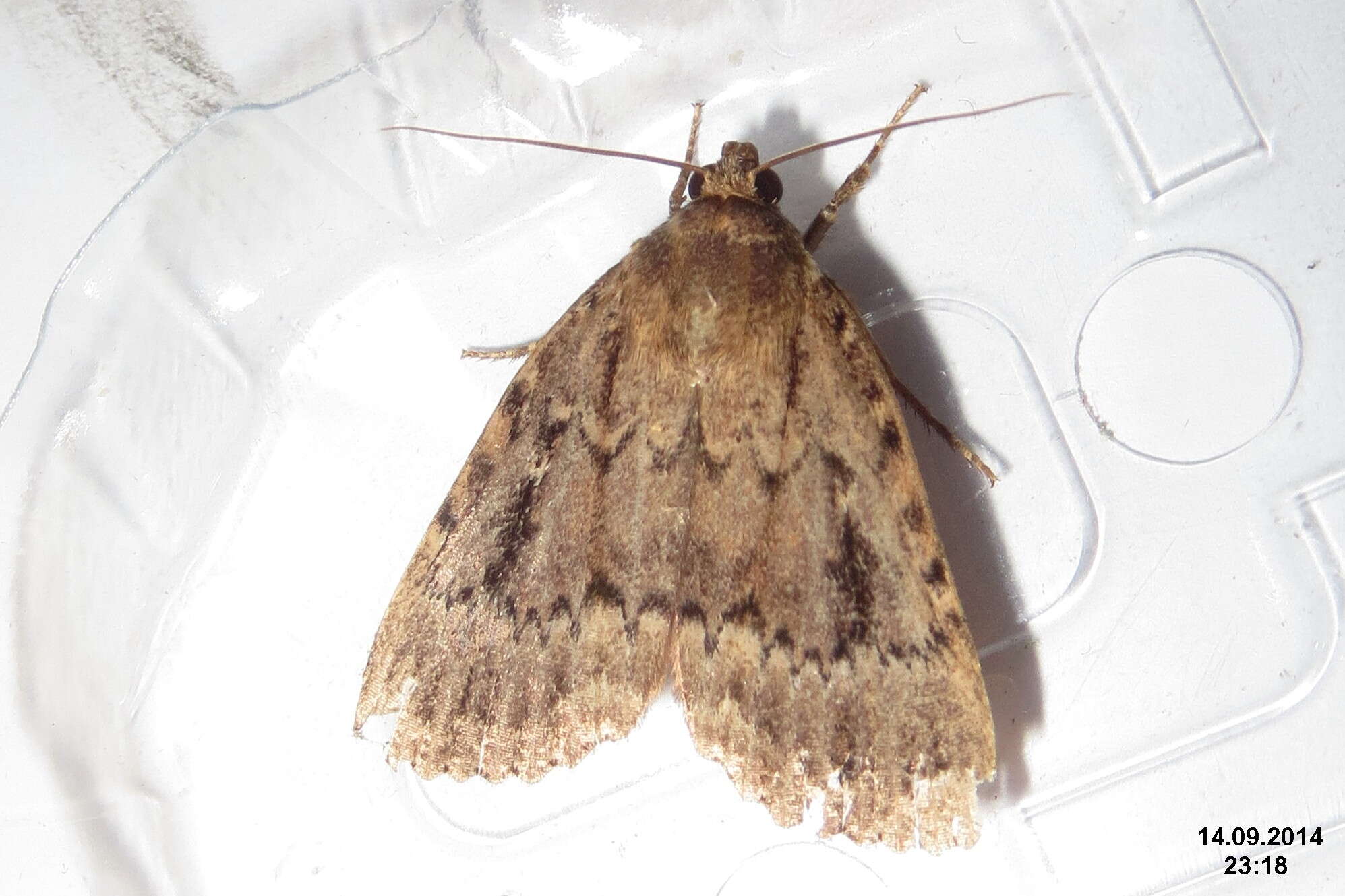 Image of copper underwing