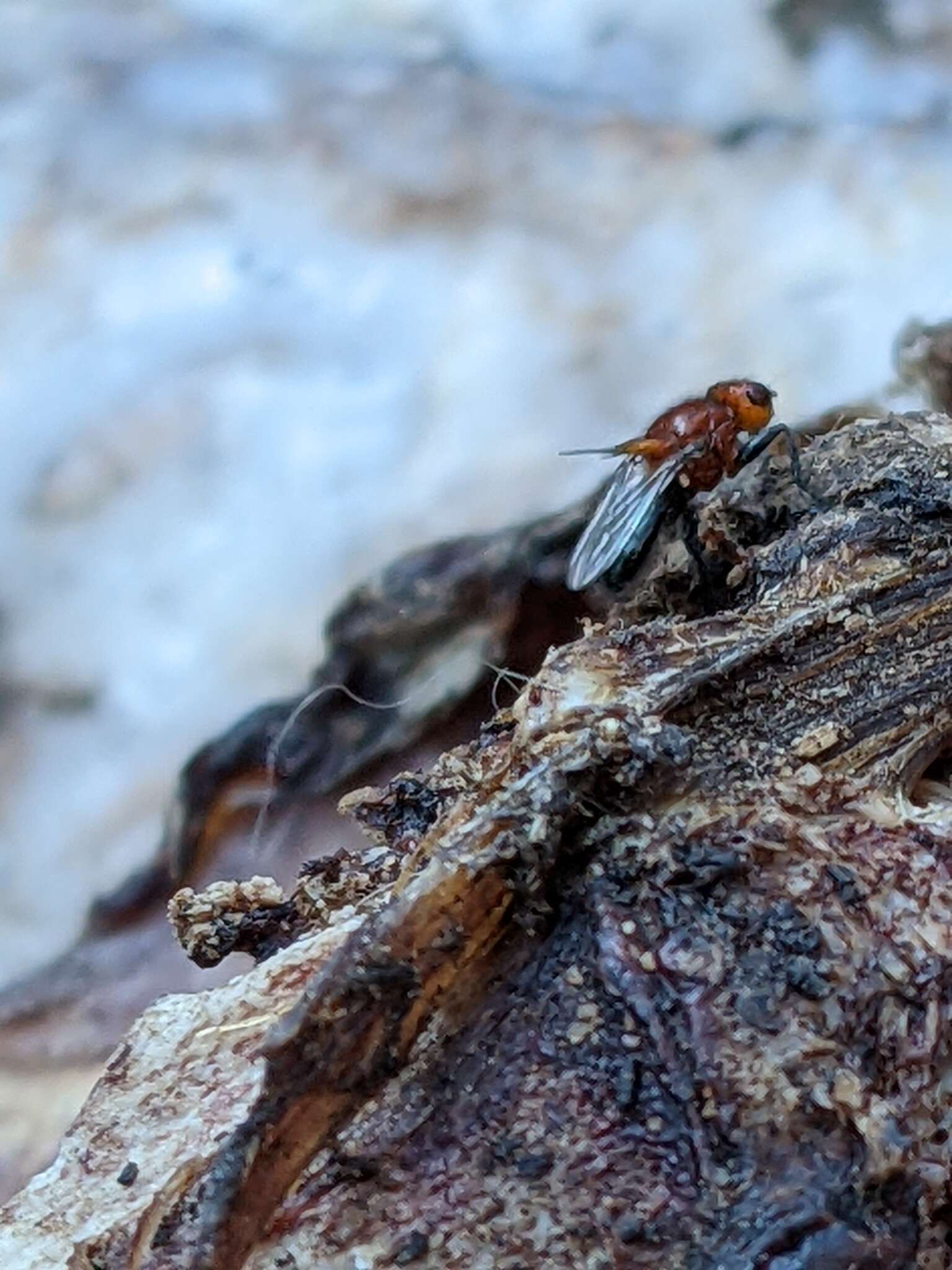 Sivun Piophilosoma palpatum Hendel 1917 kuva