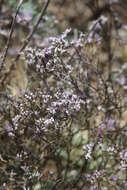 Image de Limonium sareptanum (A. Becker) Gams