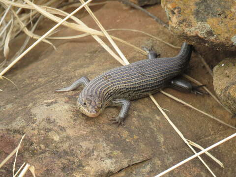 Image of Short-necked Skink