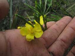 Image of Hypericum strictum (Triana & Planch.) Kunth