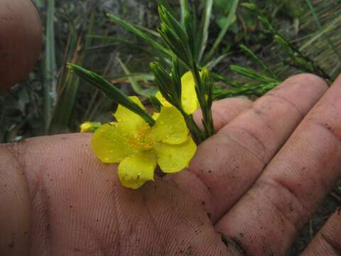 Image of Hypericum strictum (Triana & Planch.) Kunth