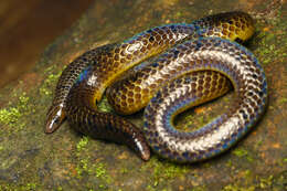 Image of Kerala Burrowing Snake