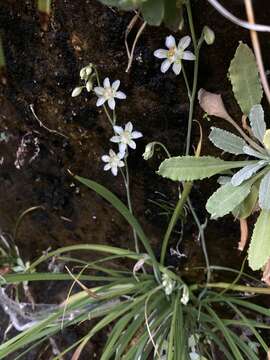 Image of Sheathed False Deathcamas