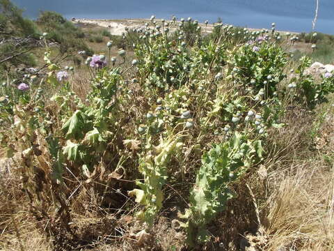 Image of Papaver somniferum subsp. somniferum