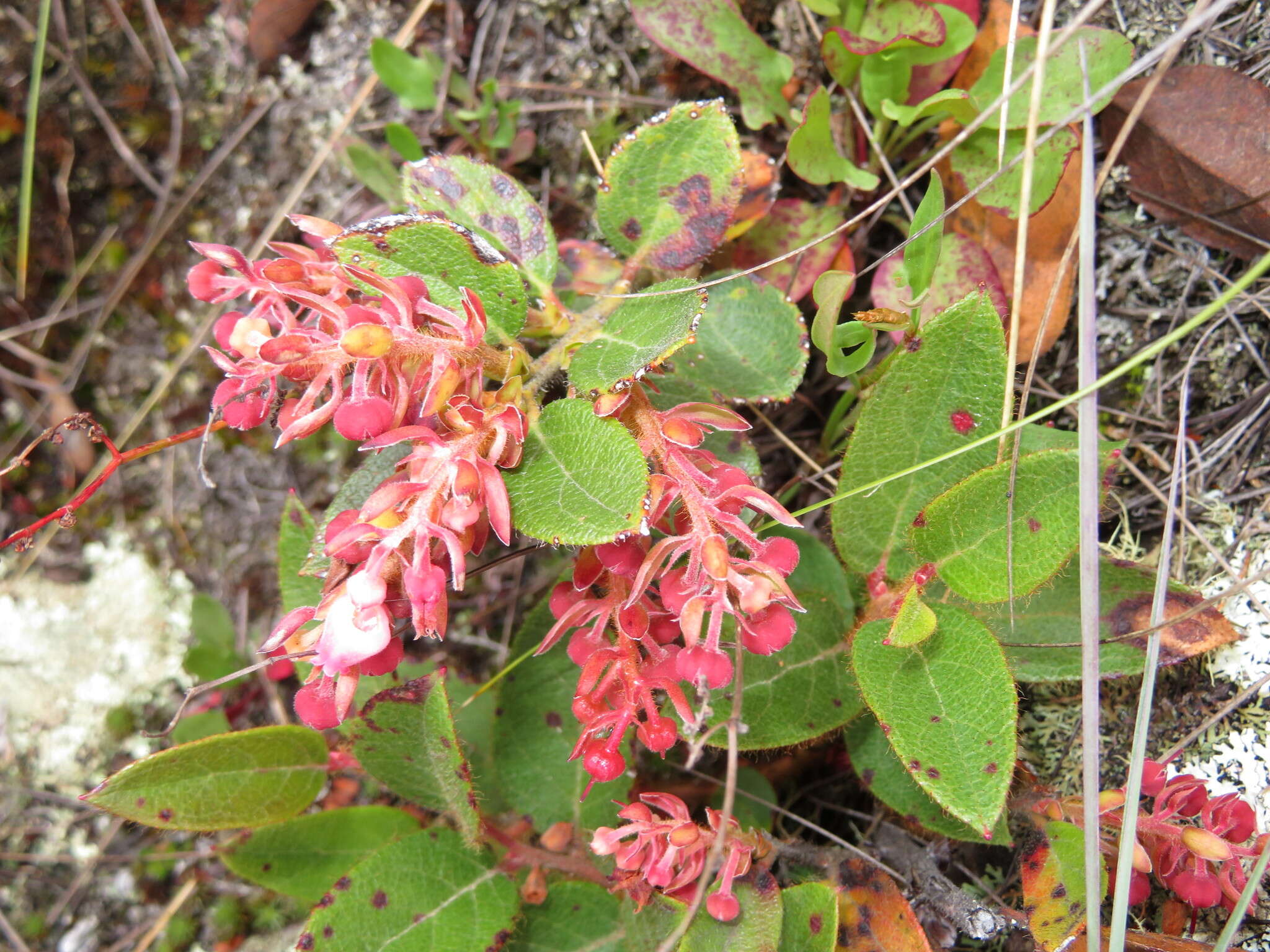 Image de Gaultheria glomerata (Cavanilles) Sleumer