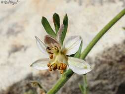 Image of Delphinium roylei Munz