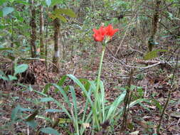 Image of Hippeastrum aulicum (Ker Gawl.) Herb.