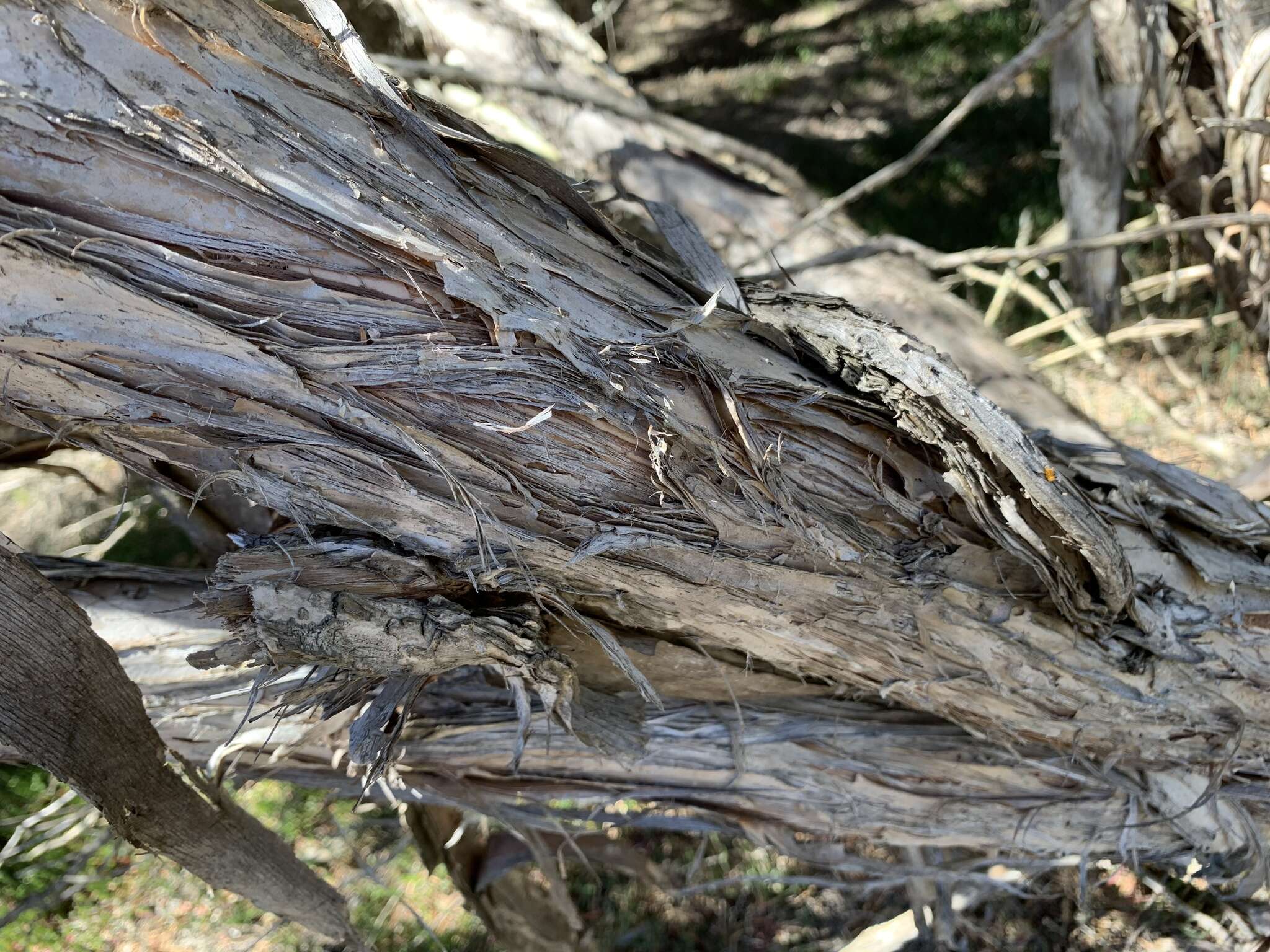 Sivun Melaleuca halmaturorum F. Müll. ex Miq. kuva