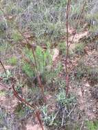 Imagem de Eriogonum nudum var. indictum (Jeps.) Reveal