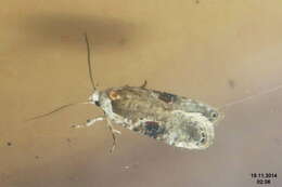 Image of Poison Hemlock Moth