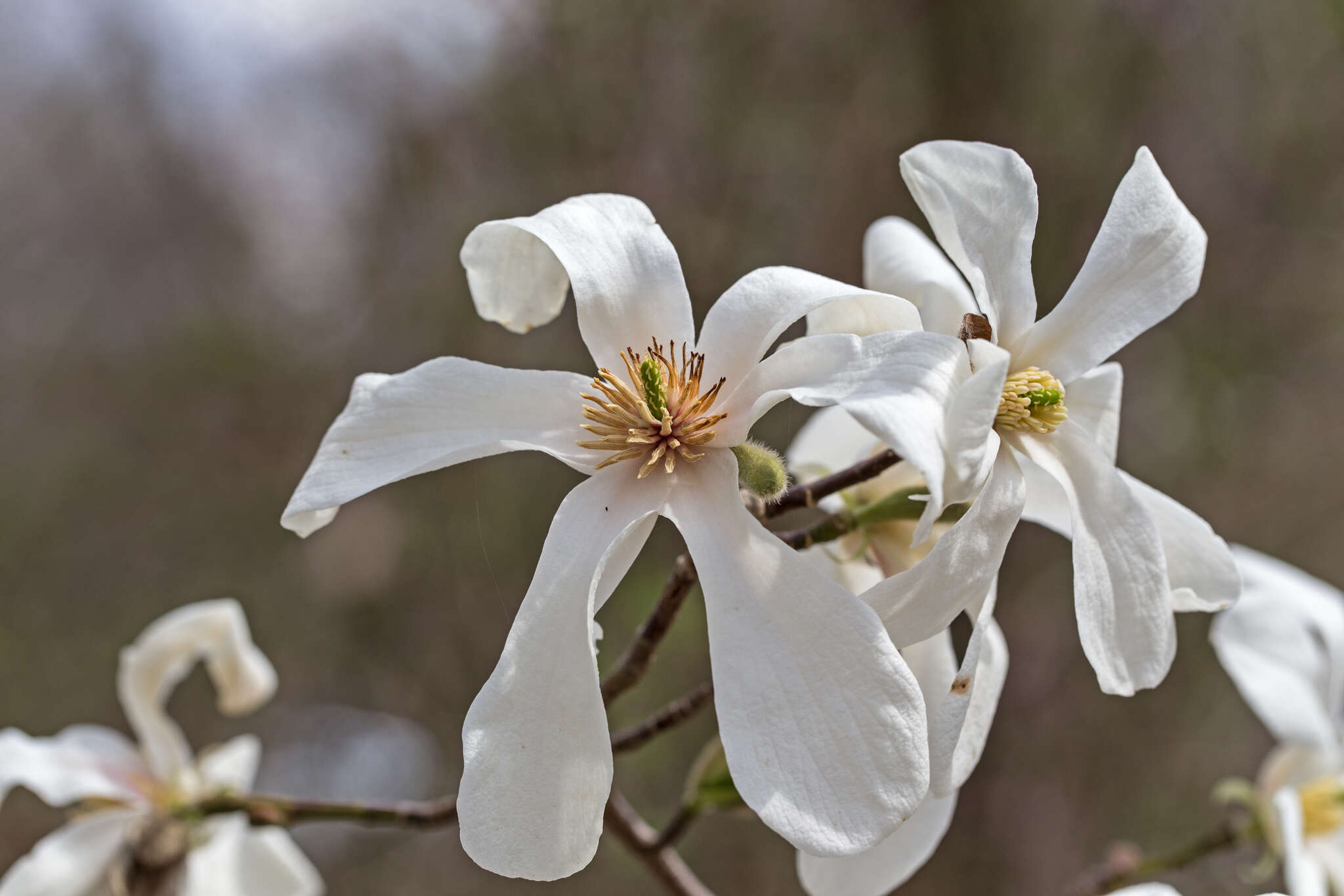 Image of Kobus magnolia