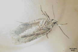 Image of Poison Hemlock Moth