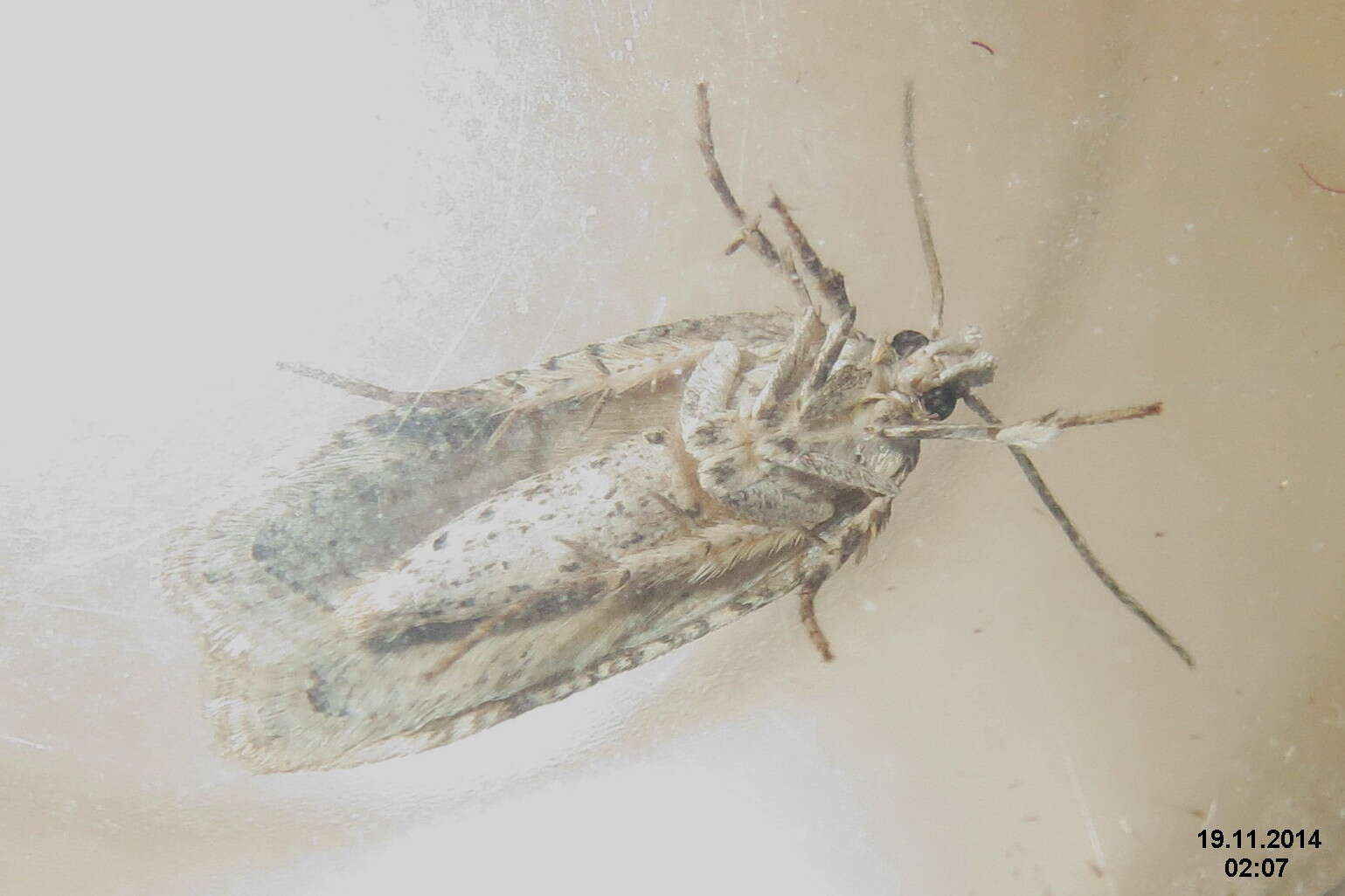 Image of Poison Hemlock Moth