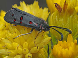 Image de Neurosymploca caffra Linnaeus 1764