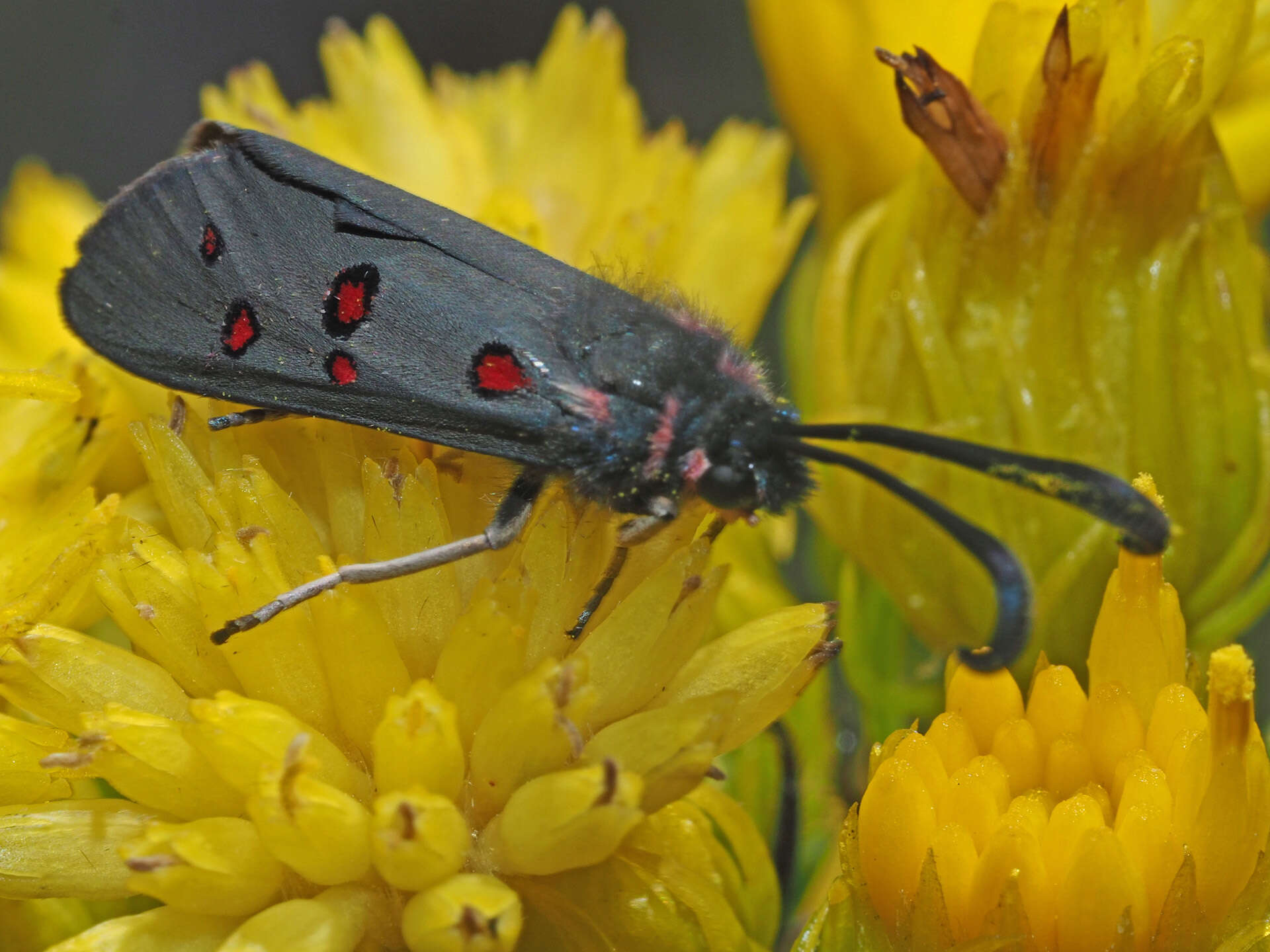 Sivun Neurosymploca caffra Linnaeus 1764 kuva