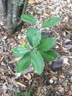 Pittosporum ralphii T. Kirk resmi