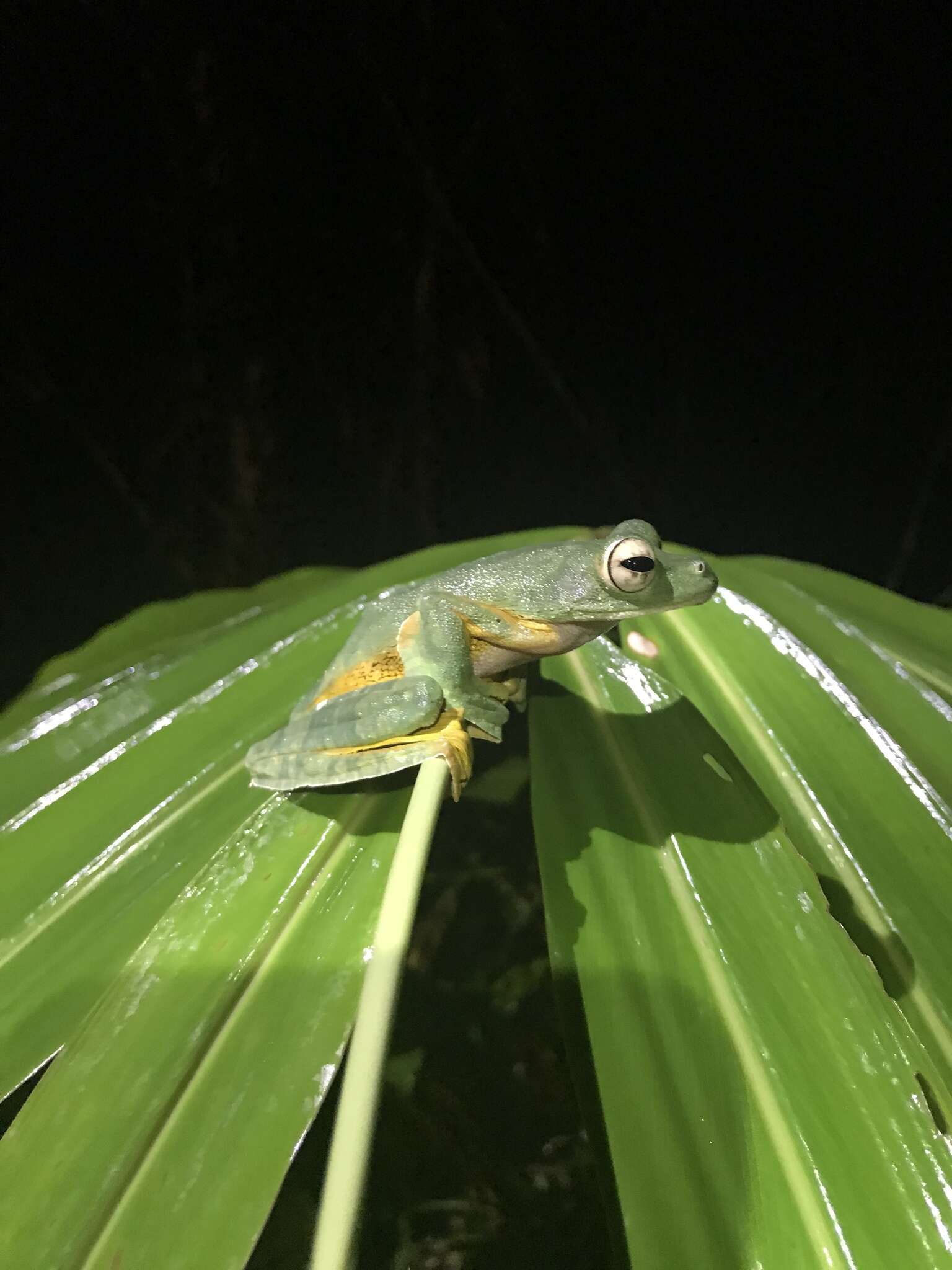 Imagem de Rhacophorus nigropalmatus Boulenger 1895