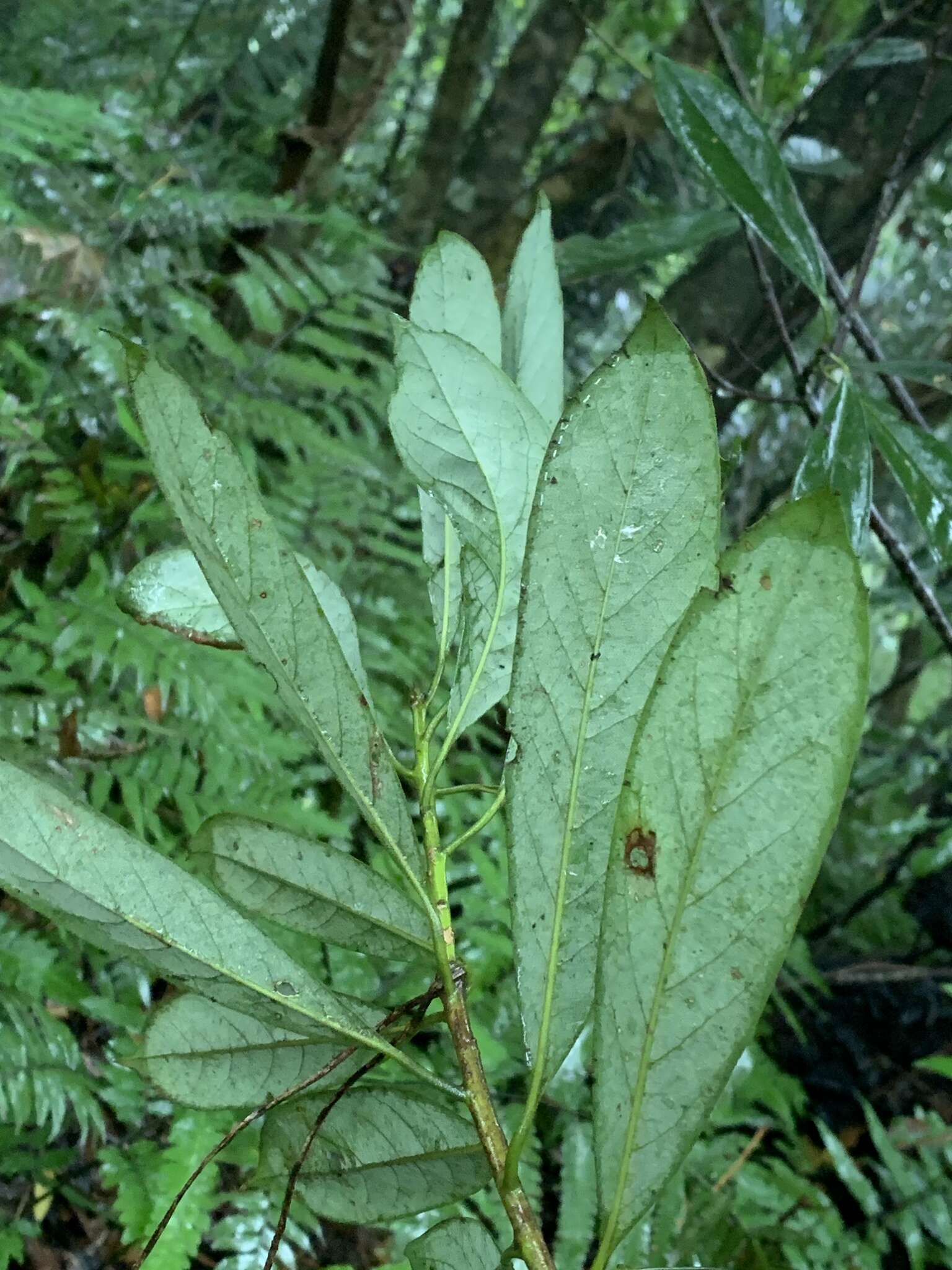 Image of Symplocos glauca (Thunb. ex Murray) Koidz.