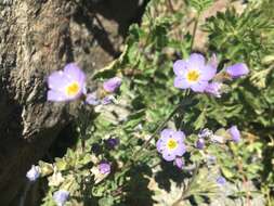 Image de Polemonium pulcherrimum subsp. pulcherrimum