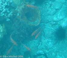 Image of Big-eyed Squirrelfish