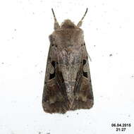 Orthosia gothica Linnaeus 1758 resmi