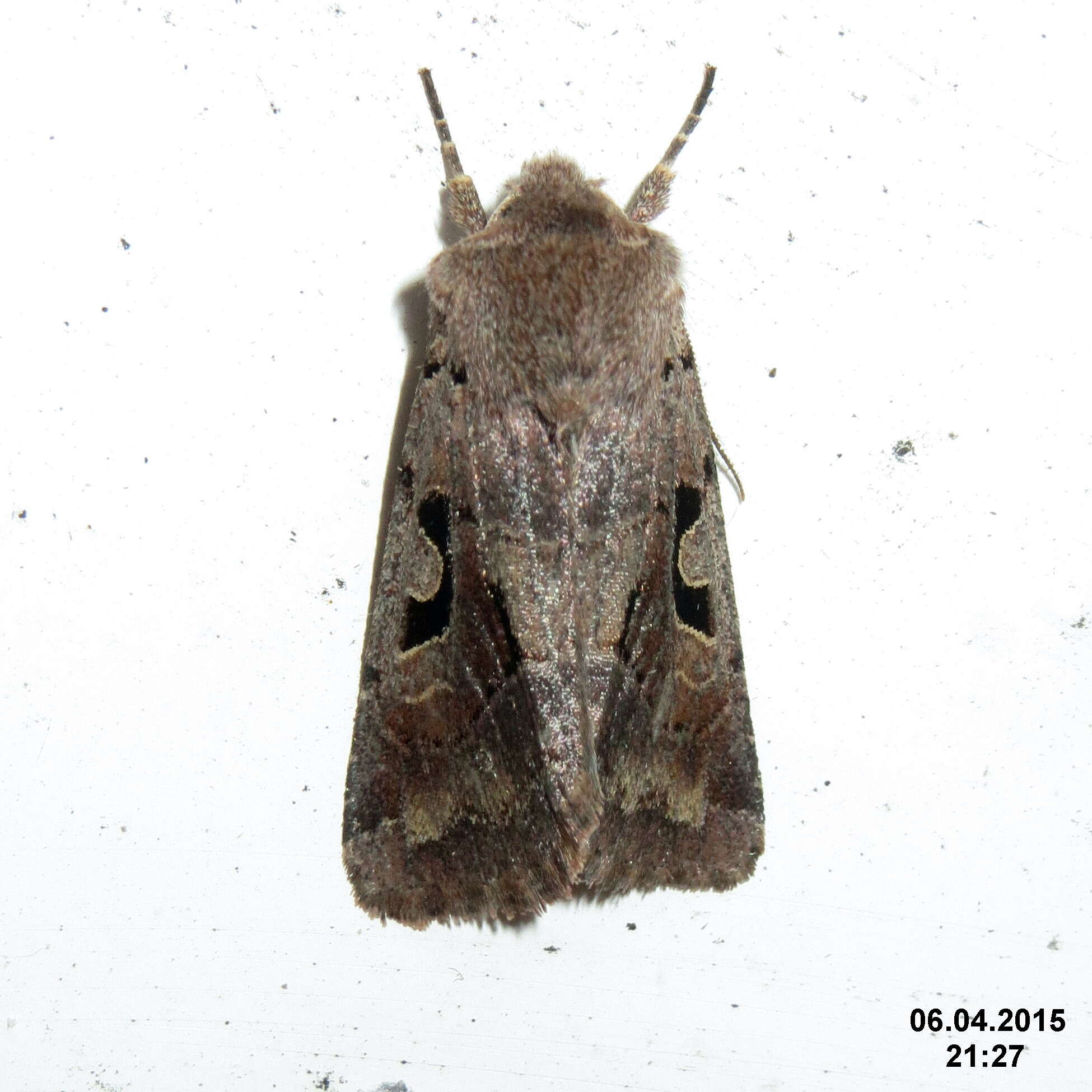 Orthosia gothica Linnaeus 1758 resmi