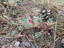 Euphorbia petrophila C. A. Mey. resmi