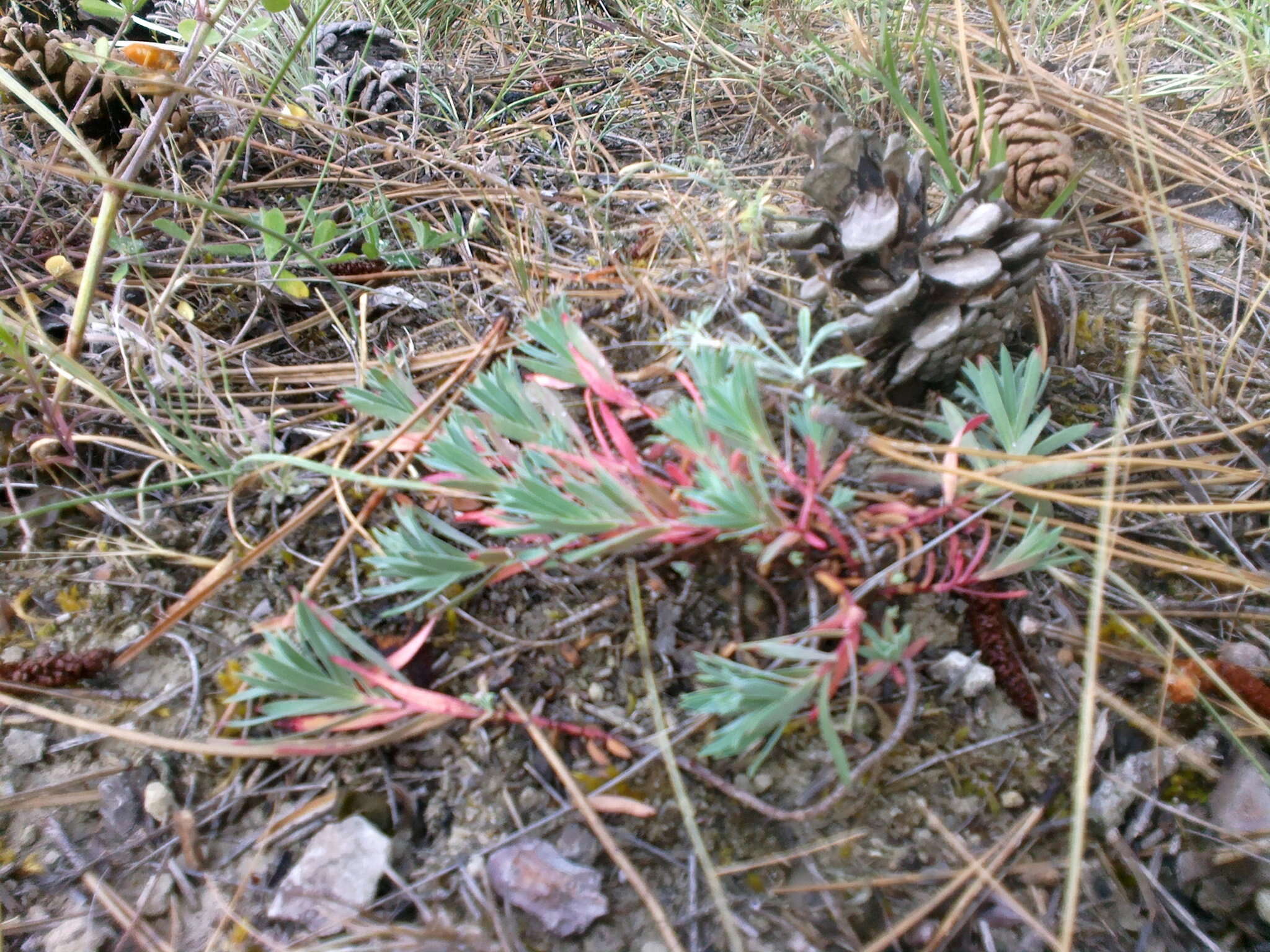 Euphorbia petrophila C. A. Mey. resmi