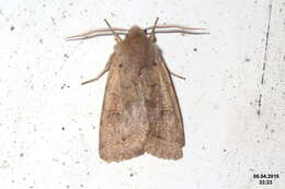 Image of Orthosia cerasi