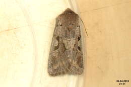 Orthosia gothica Linnaeus 1758 resmi