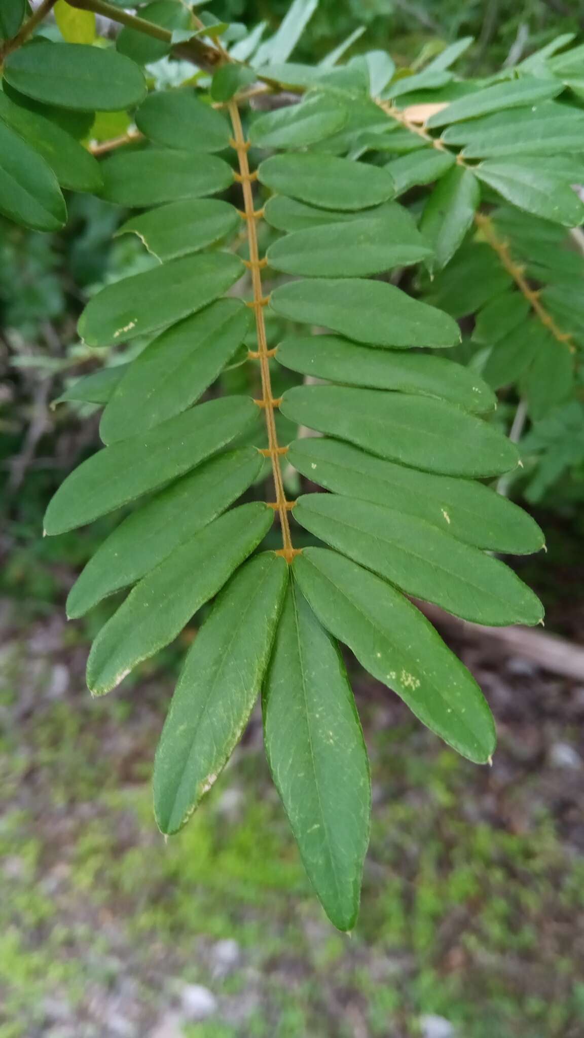 Plancia ëd Chadsia coluteifolia Baill.